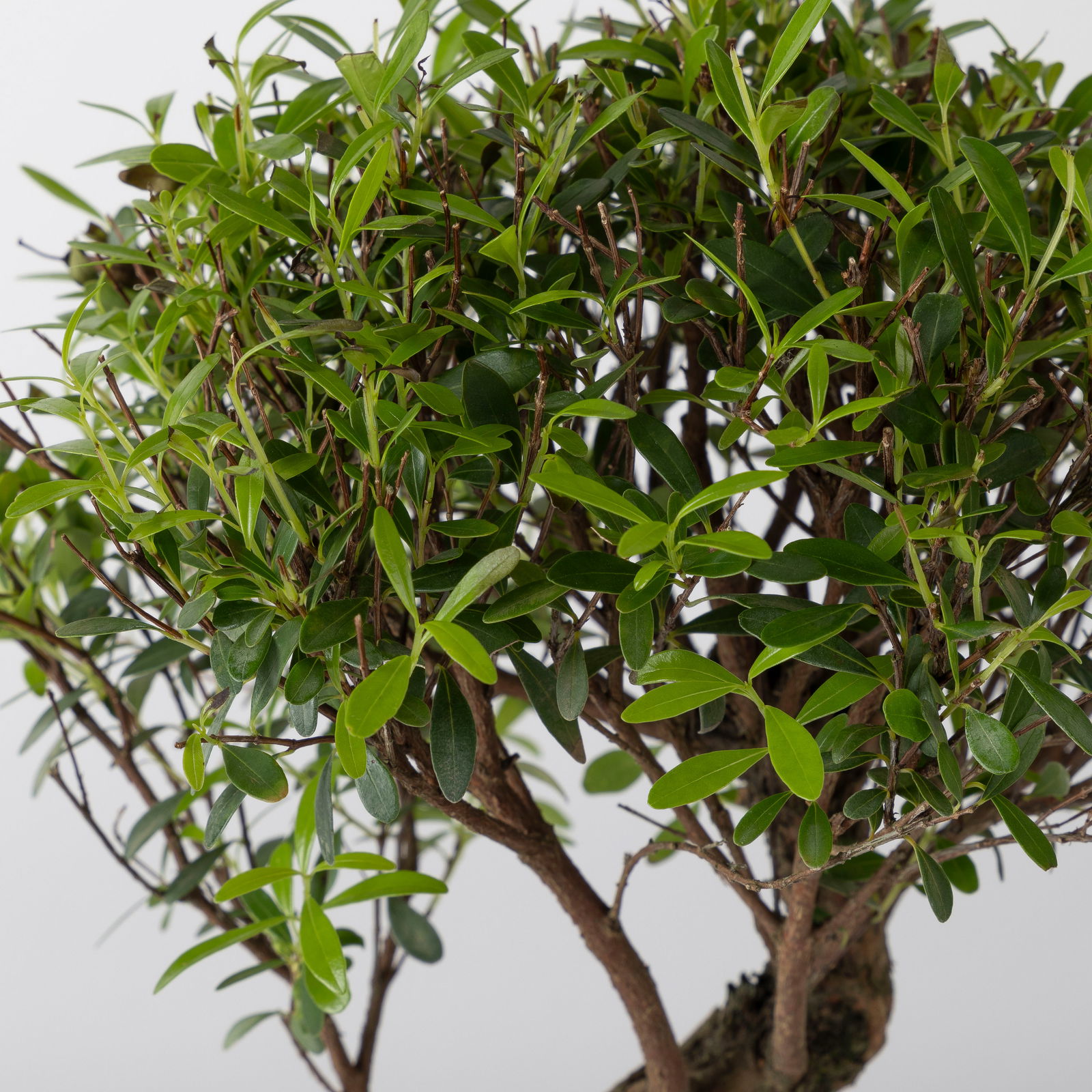 Bonsai in mediterraner Schale, Art zufällig, Topf-Ø 15 cm, Höhe ca. 30 cm