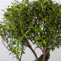 Bonsai in mediterraner Schale, Art zufällig, Topf-Ø 15 cm, Höhe ca. 30 cm