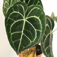 Anthurium clarinervium, Topf-Ø 15 cm, Höhe ca. 40 cm