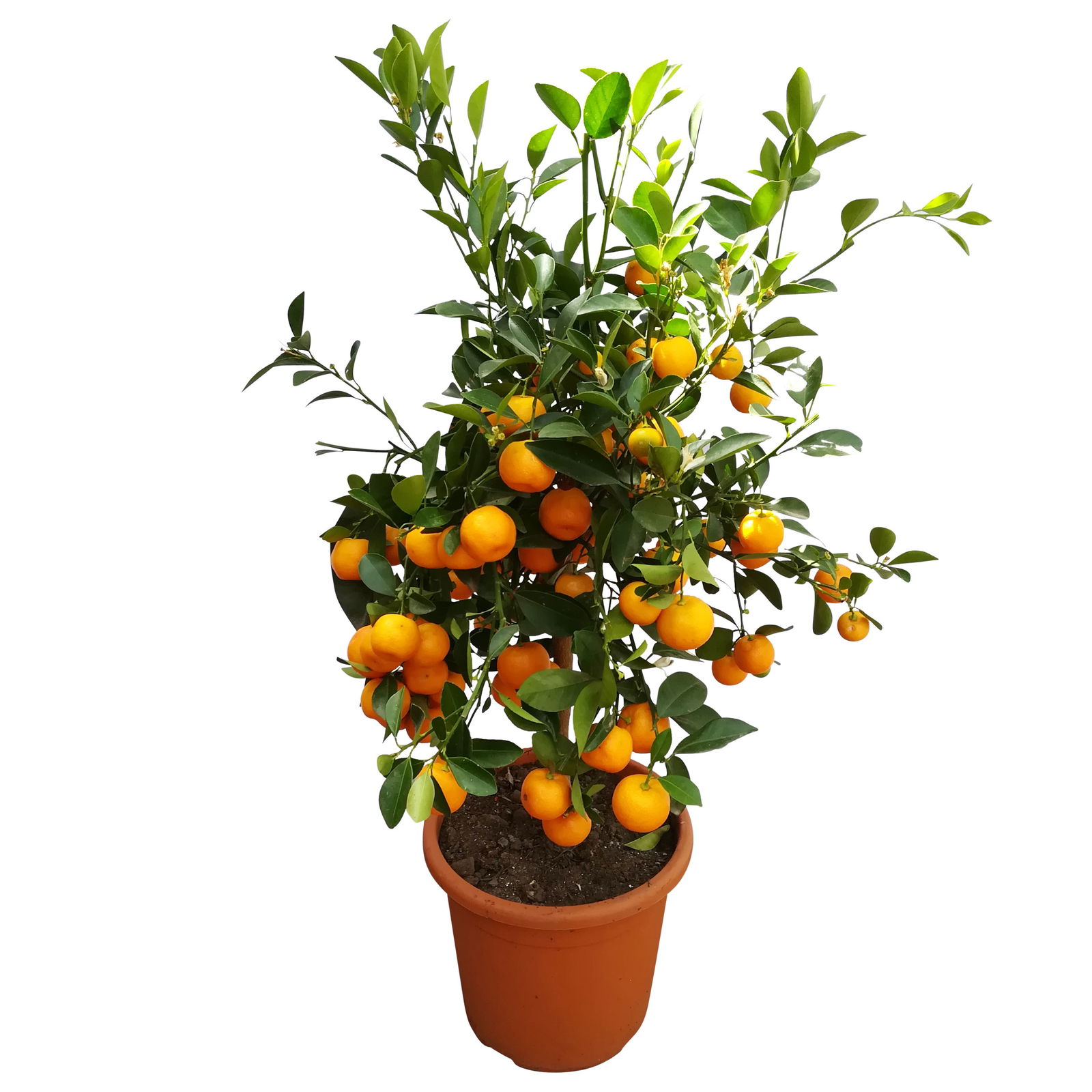 Calamondin, Stamm, Topf-Ø 20 cm, Höhe ca. 60 cm