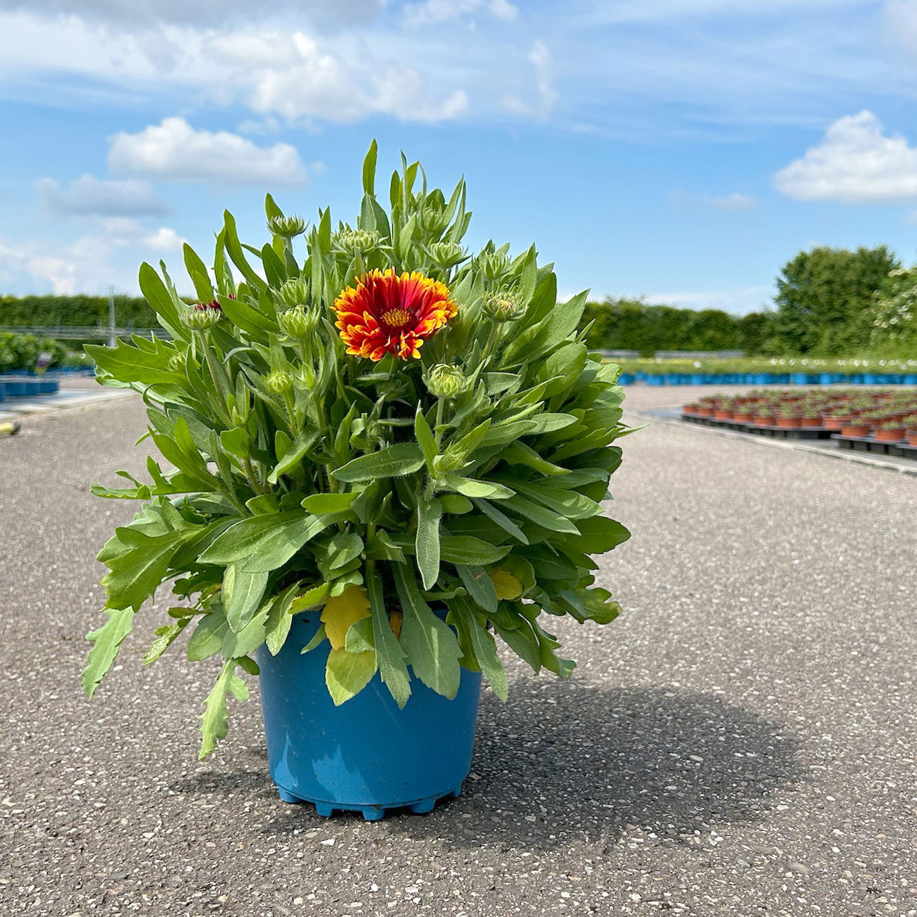 Kokardenblume 'Kobold' gelb-rot, Topf-Ø ca. 19 cm