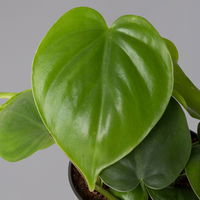 Philodendron scandens, Höhe ca 20 cm, Topf 12 cm Ø, 3er-Set