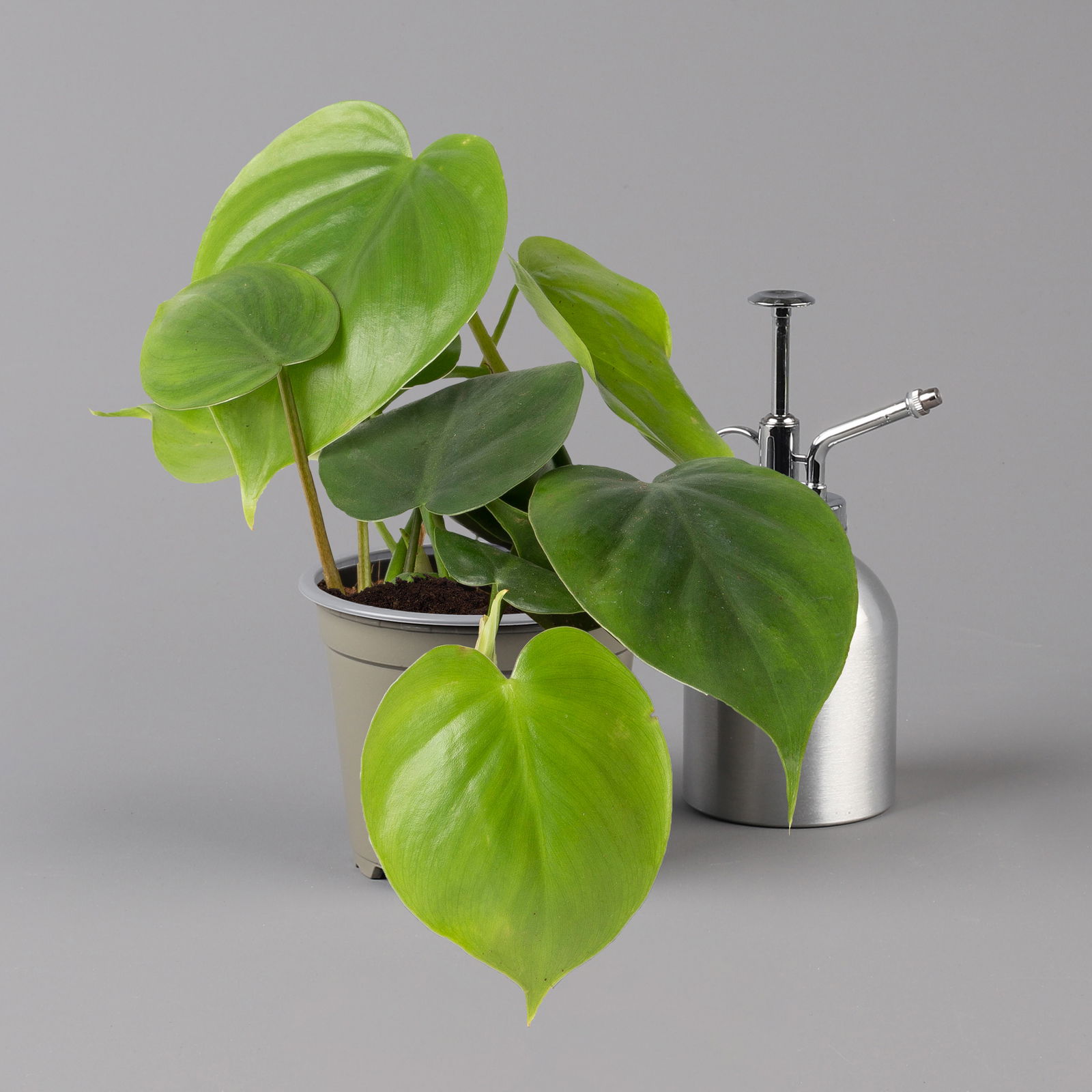 Philodendron scandens, Höhe ca 20 cm, Topf 12 cm Ø, 3er-Set