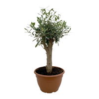 Olivenbaum 'Bonsai', Schalen-Ø 25 cm, Höhe ca. 40 cm