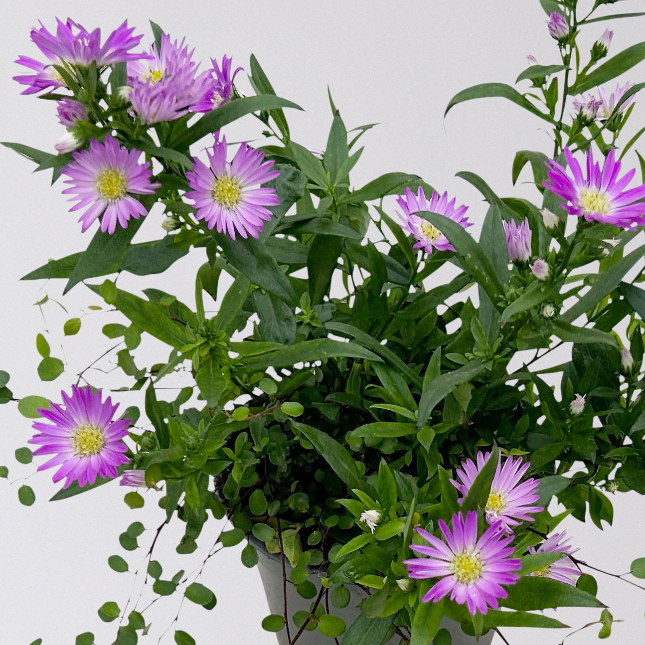 Aster & Mühlenbeckia, 3er-Set, rosa gefüllt, Topf 12/13 cm Ø