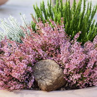 Glockenheide rosa/rot, Farbe nach Verfügbarkeit, Topf-Ø 11cm, 6er-Set