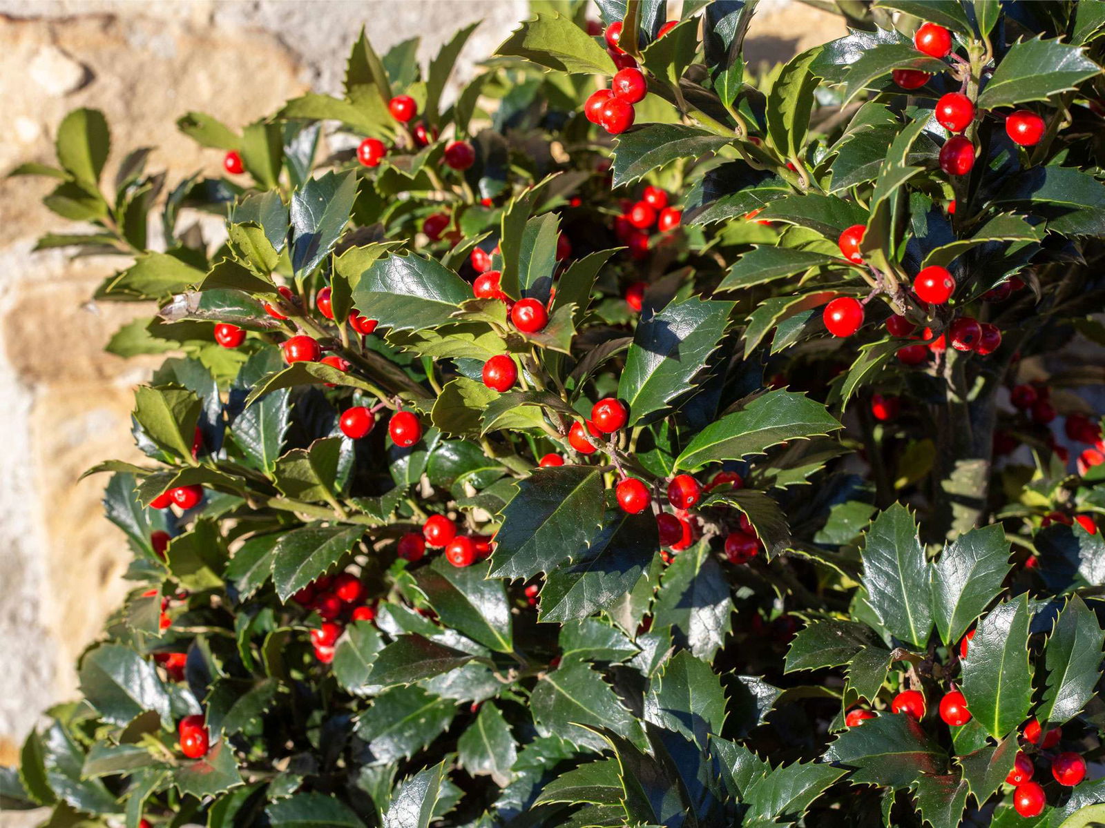 Stechpalme (Ilex)