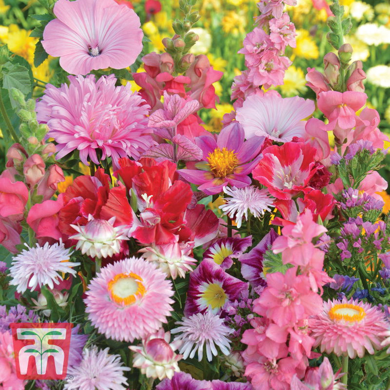 Sommerblumen-Mischung „Pretty in Pink“ (Helianthus annuus), Blüten in Rosa, lange Blütezeit