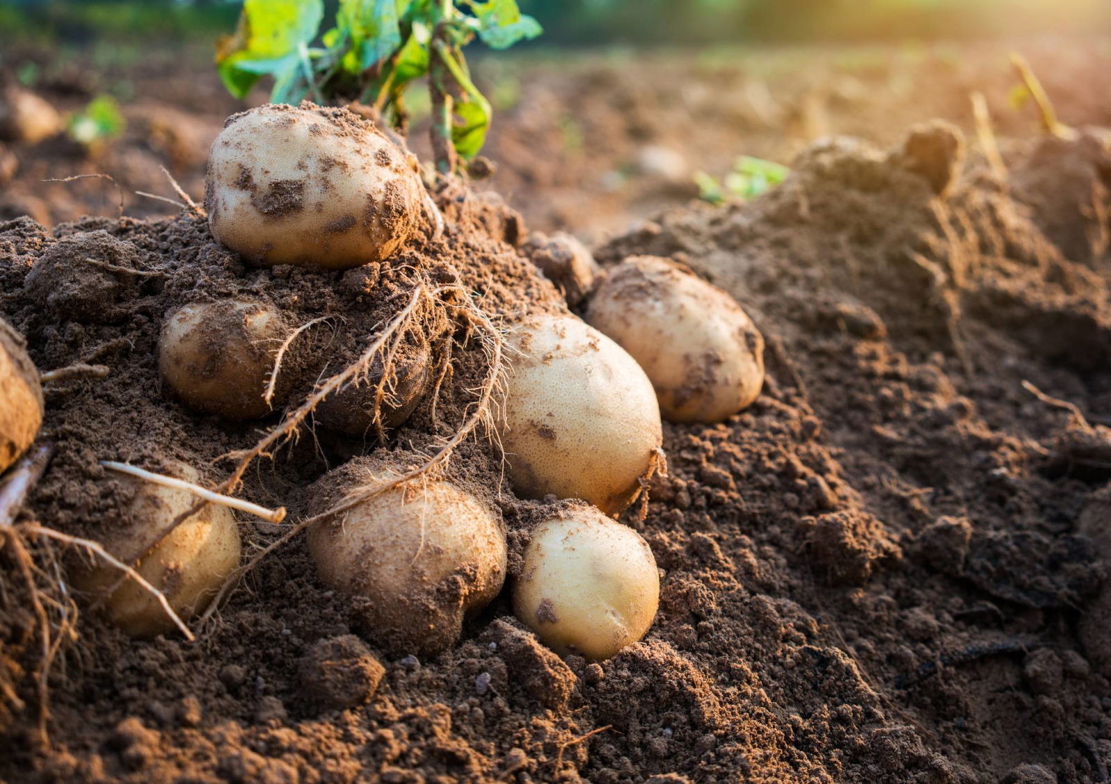 Kartoffeln (Solanum tuberosum)