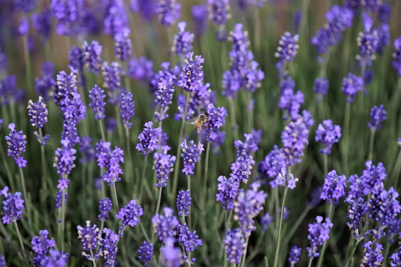 Lavendel (Lavandula)