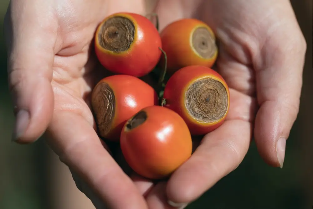 Blütenendfäule bei Tomaten