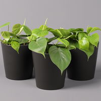 Philodendron scandens in Topf anthrazit, Topf-Ø 12 cm, Höhe ca 20 cm, 3er-Set