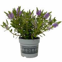 Hebe 'All Blooms®' blau,  Topf-Ø 10,5 cm, 6er-Set