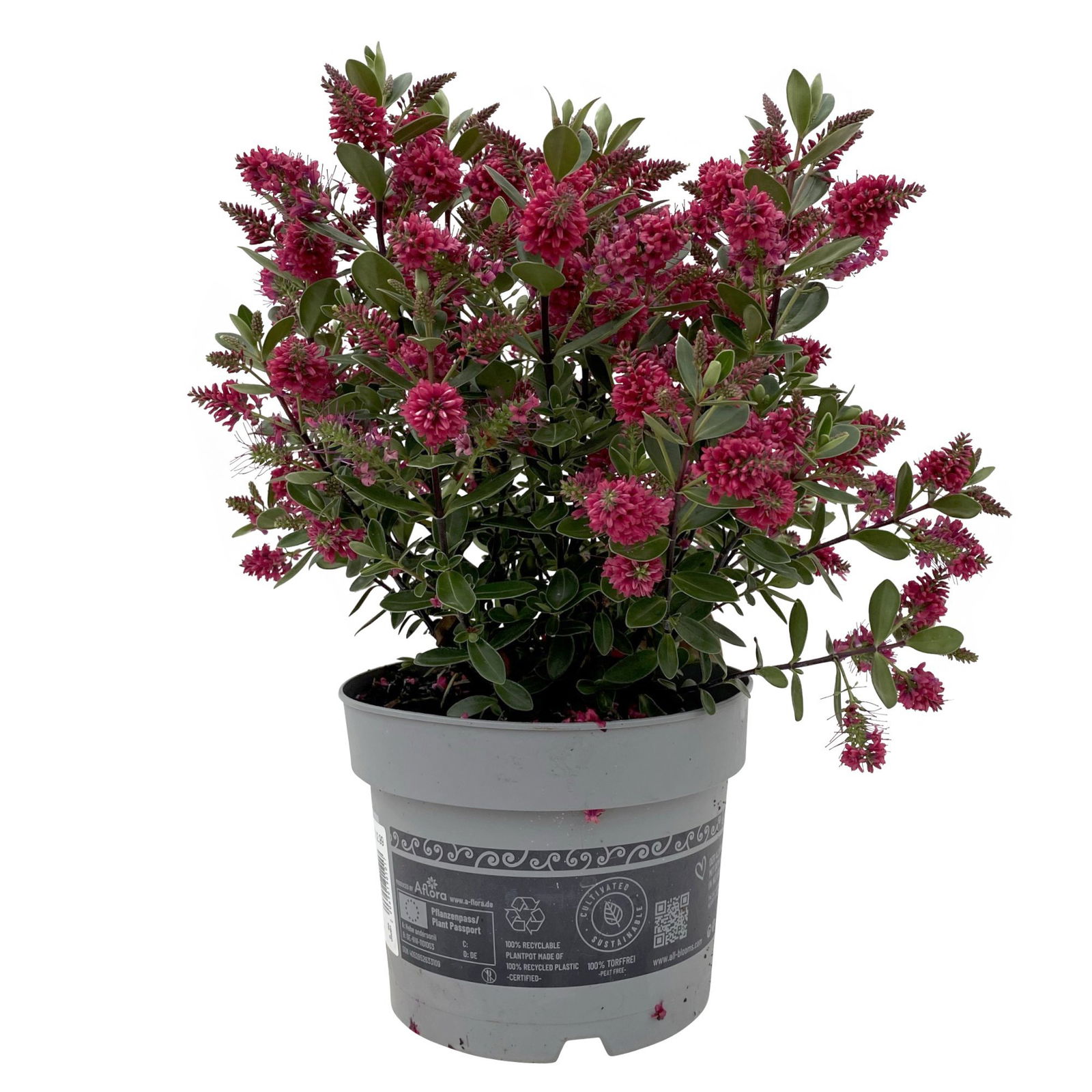 Hebe 'All Blooms®' rot, Topf 17 cm Ø