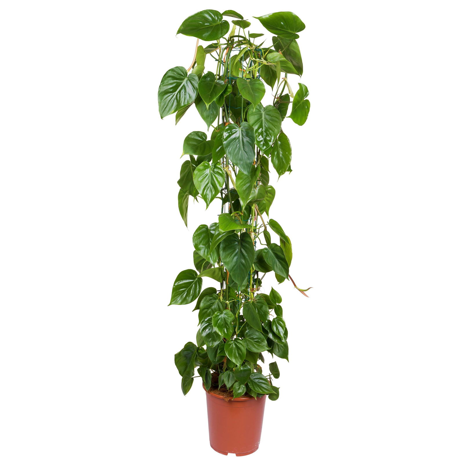 Philodendron scandens mit Moosstab, Topf-Ø 24 cm, Höhe ca. 120 cm