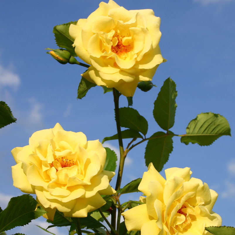 Kletterrose 'Golden Gate®', goldgelb, Topf 5 Liter