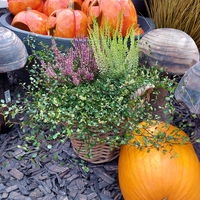 Knospenheide Mix mit Mühlenbeckia, Topf-Ø 17cm, 2er-Set