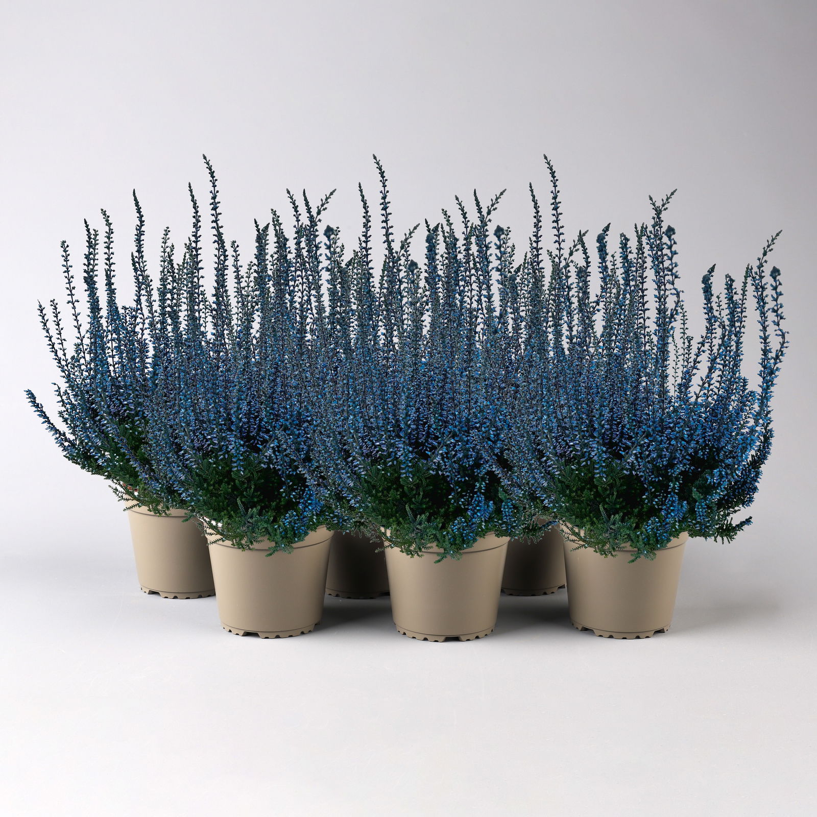 Knospenheide 'Picasso', blau gefärbt, Topf-Ø 12 cm, 6er-Set