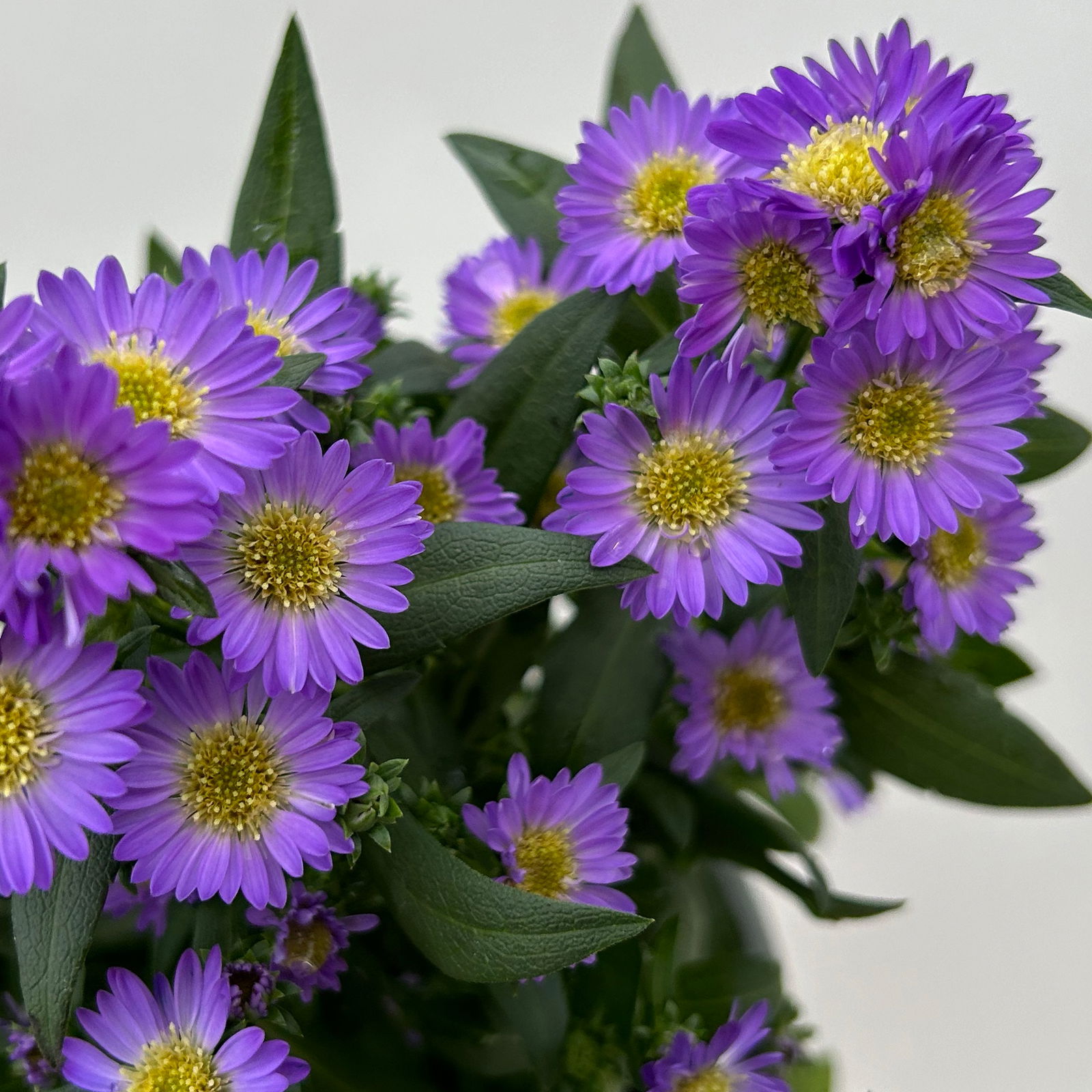 Aster novi-belgii Farben zufällig, Topf-Ø 12 cm, 6er-Set