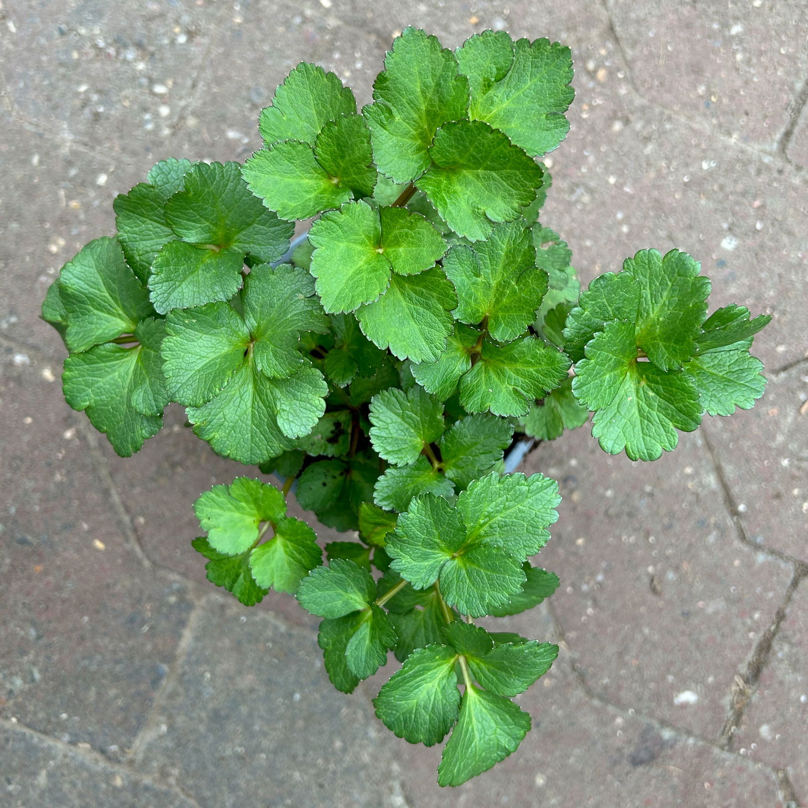 Bio-Staudensilie, grün, Topf-Ø 12 cm