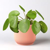 Pilea peperomioides in Übertopf Vibes rosa, Topf-Ø 12 cm, H: ca. 20 cm