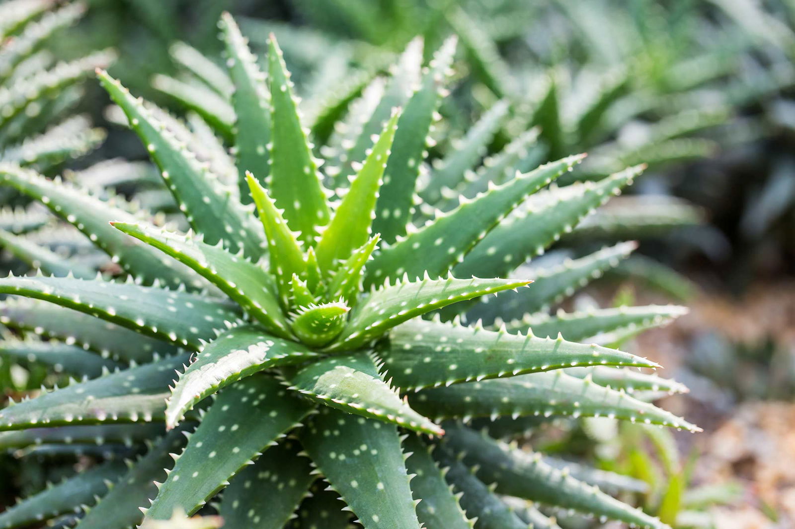 Aloe vera 