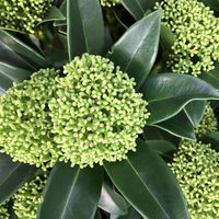 Blütenskimmie 'White Globe'®, Skimmia japonica, weiß, 4er Set, Topf 10,5 cm Ø