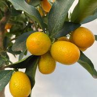 Kumquat, Stamm, Topf-Ø 22 cm