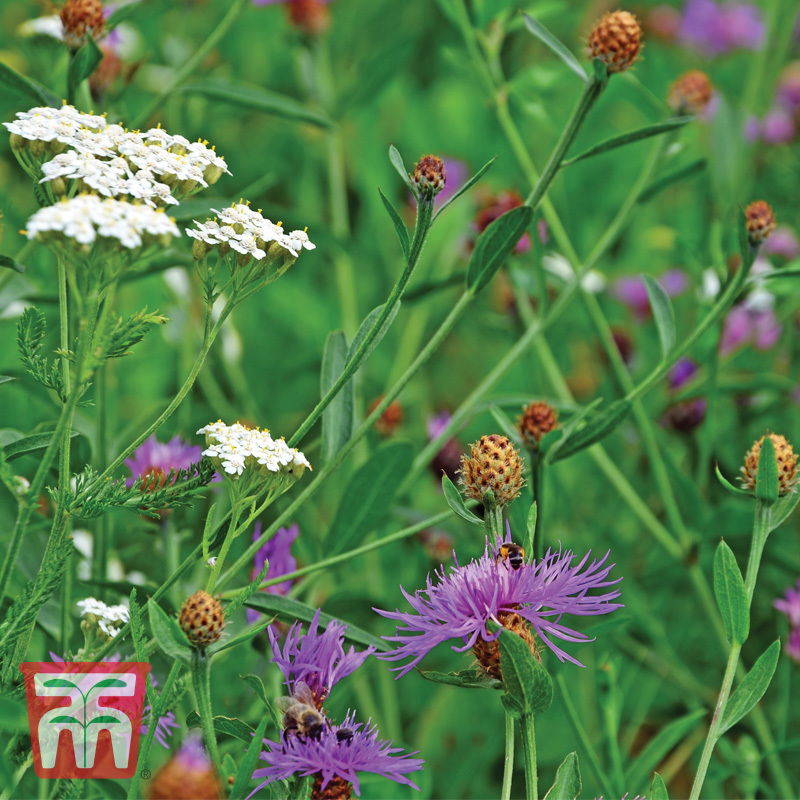 Wildblume Nützlings-Mischung / ganzjährig blühend, ideal für Rabatten