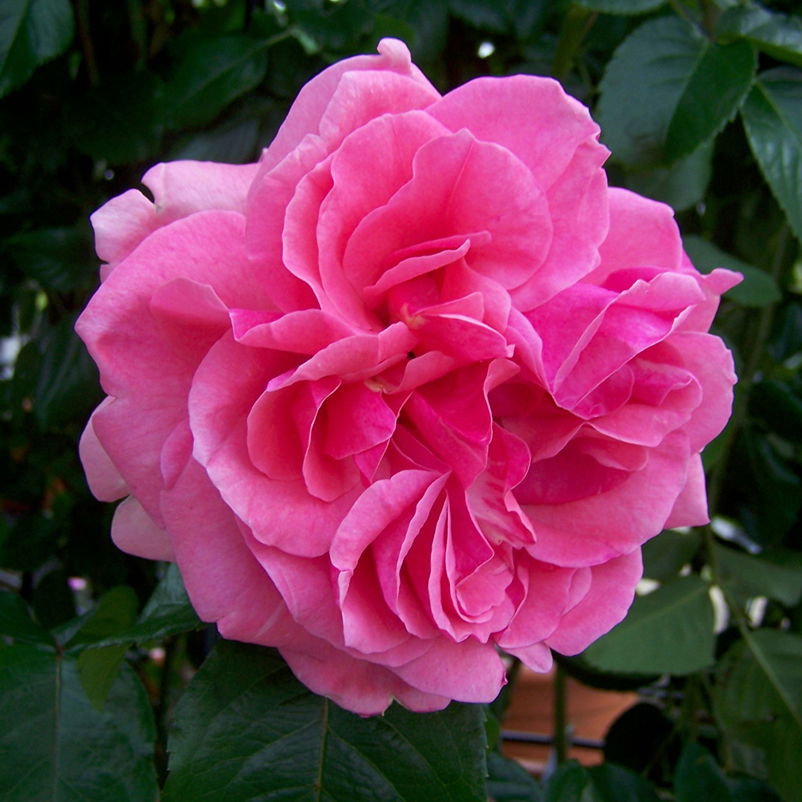 Kletterrose 'Kölle's Rosenpoesie®', rosa-changierend, Topf 5 Liter