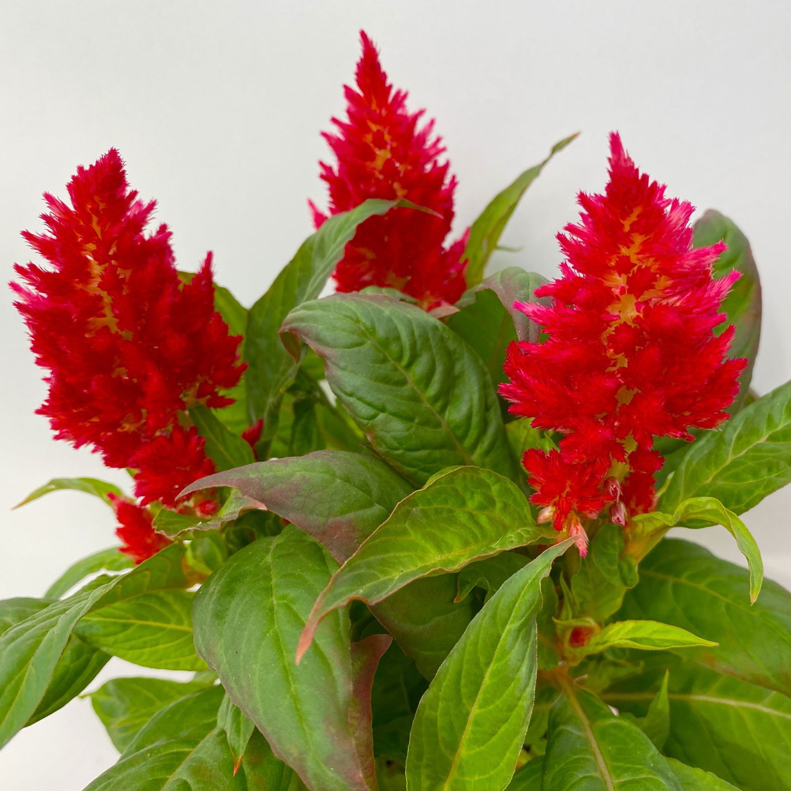 Celosia 'Kelos Fire Red' rot, Topf-Ø 12 cm, 6er-Set