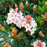 Rhododendron 'Bloombux'® Pink, 6er-Set, Höhe 20-25 cm, Topf 2 Liter