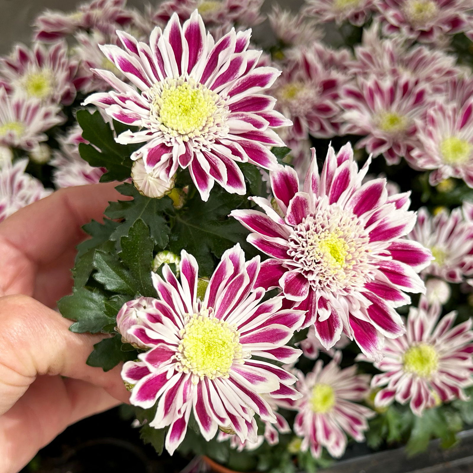 Chrysantheme Mini 'Fabula Pink'pink-weiß, Topf-Ø 7cm, 8 Stück