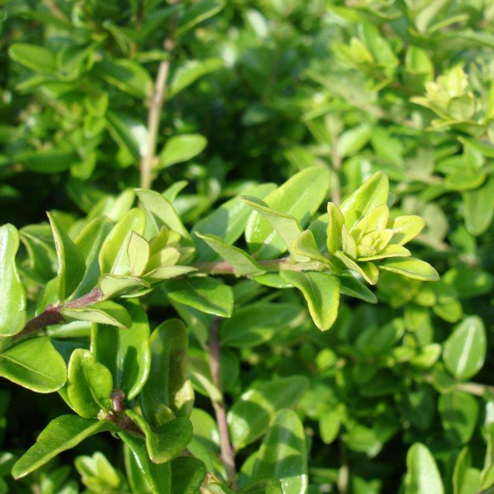 Lonicera nitida, Topf-Ø 9 cm, 12er-Set