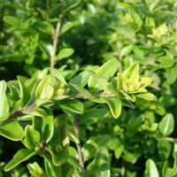 Lonicera nitida, Topf-Ø 9 cm, 12er-Set