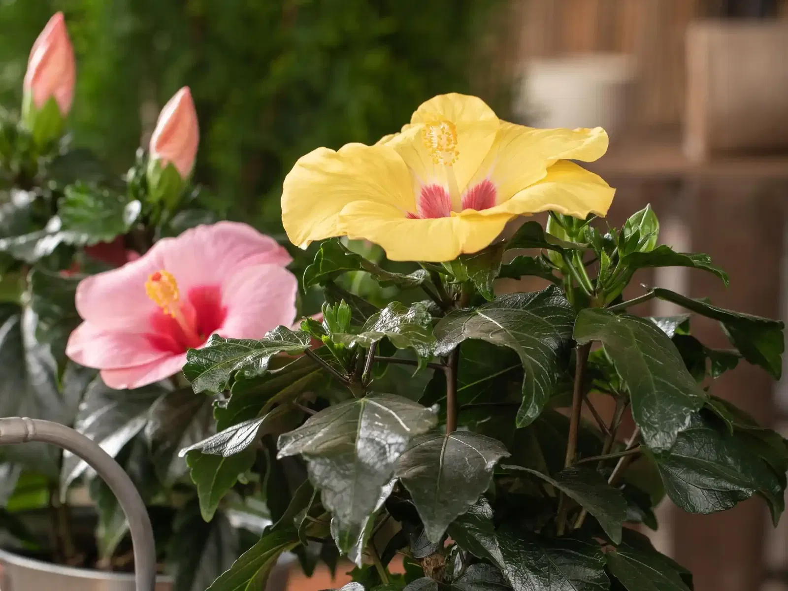 Zimmerhibiskus (Hibiscus rosa-sinensis)