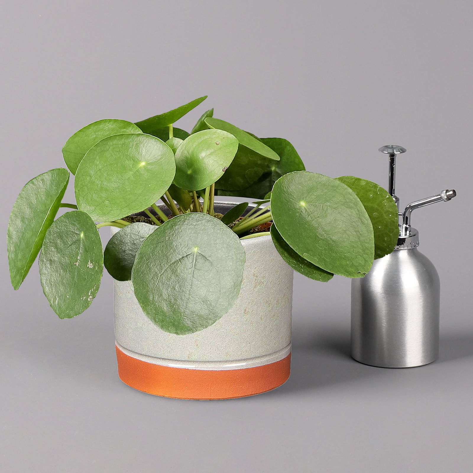 Pilea peperomioides in Keramiktopf Lauren grün, Topf-Ø 12 cm, Höhe ca. 20 cm