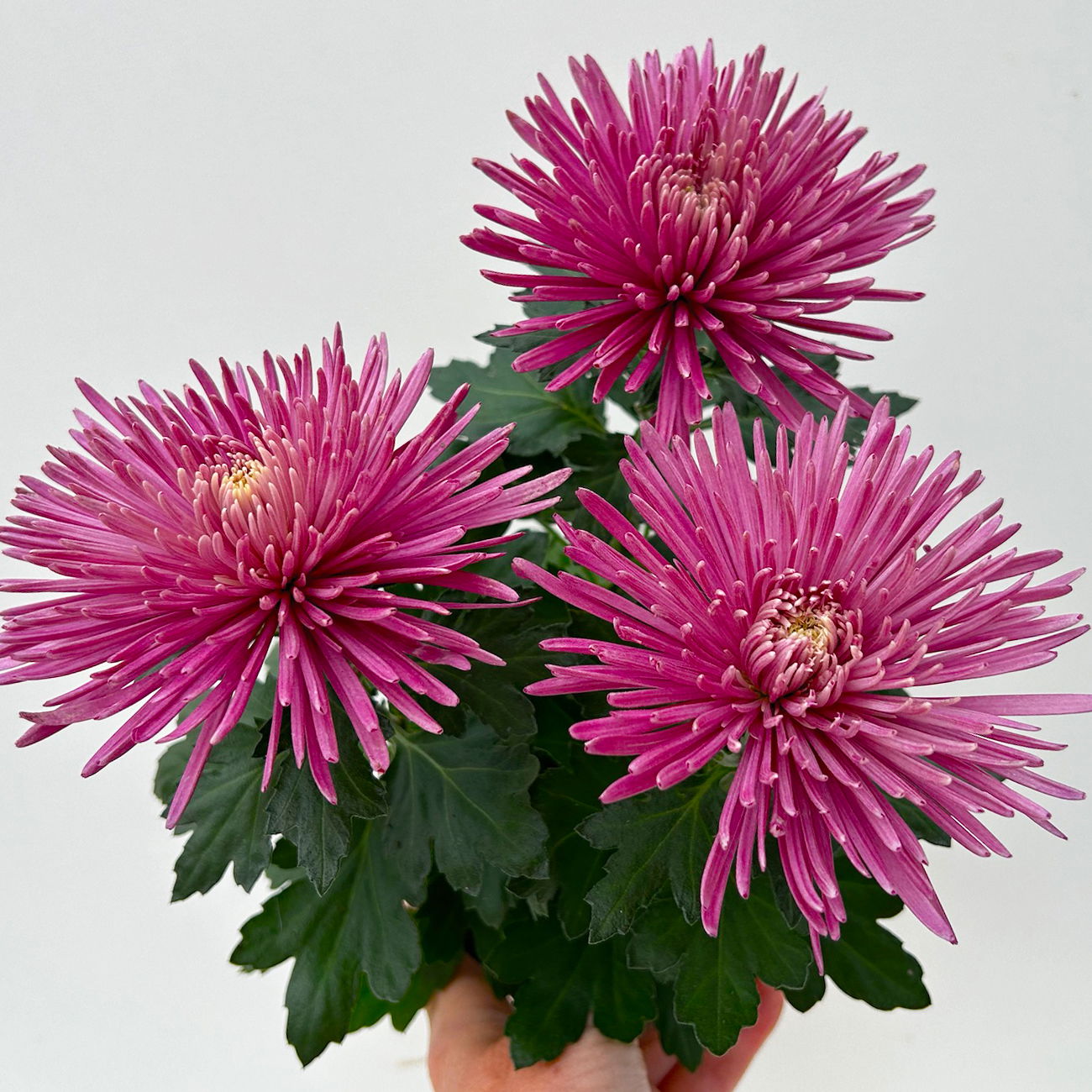 Chrysantheme 'Anastasia' lila, großblumig, Topf-Ø 13 cm, 3 Stück