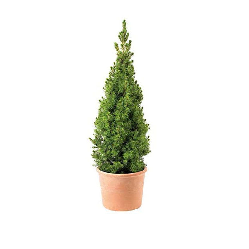 Zuckerhutfichte, Picea glauca 'Perfecta', Topf 5 Liter