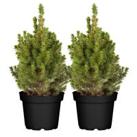 Zuckerhutfichte, Picea glauca 'Conica',  Topf-Ø 17 cm, 2er Set