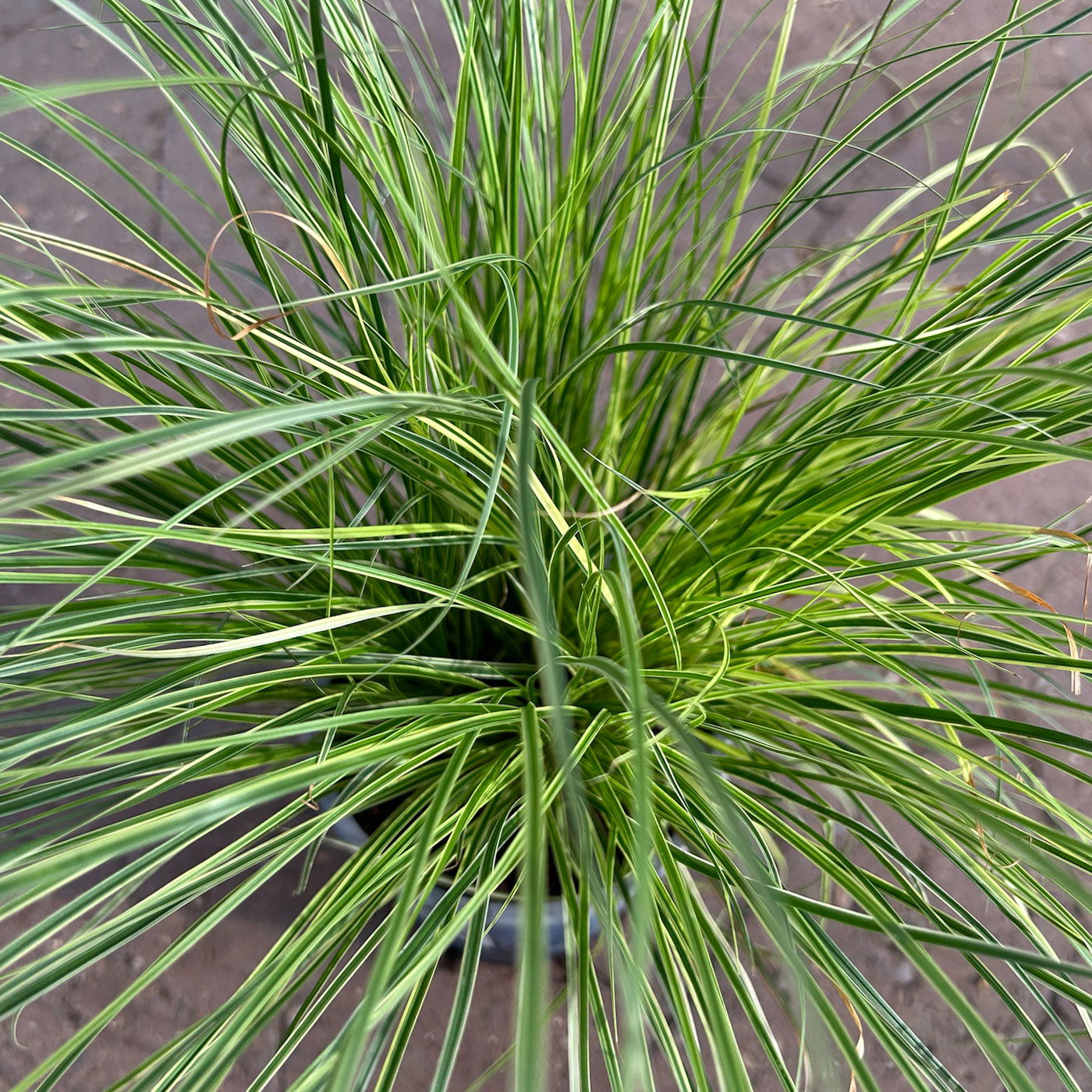 Bio Bergsegge 'Raureif', grün-creme gestreift, Topf-Ø 12 cm, 3 Stück