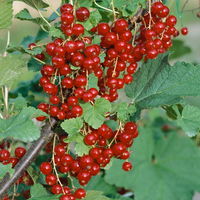 Naschgarten Beeren-Mix, 5er-Set, Höhe 35 cm, Topf 2 Liter