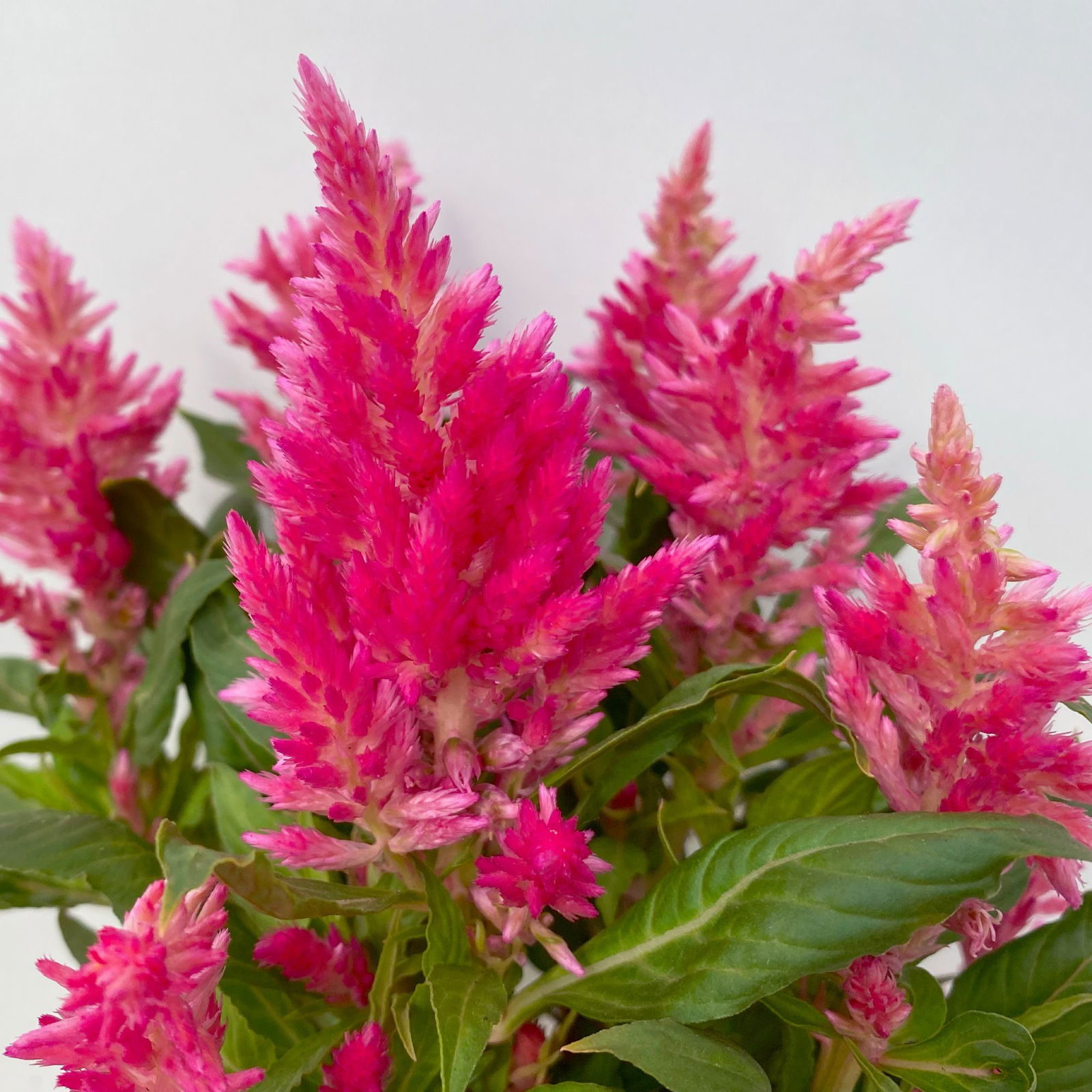 Celosia 'Kelos Fire Pink' pink, Topf-Ø 12 cm, 6er-Set