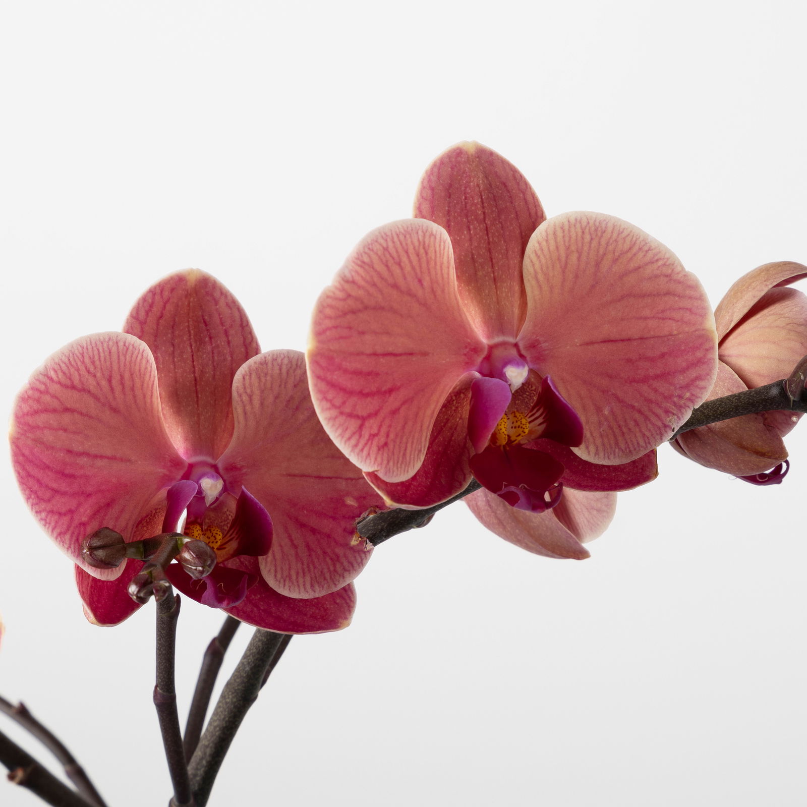 Phalaenopsis orangerot, 2 Rispen, Topf-Ø 12 cm, Höhe ca. 50 cm