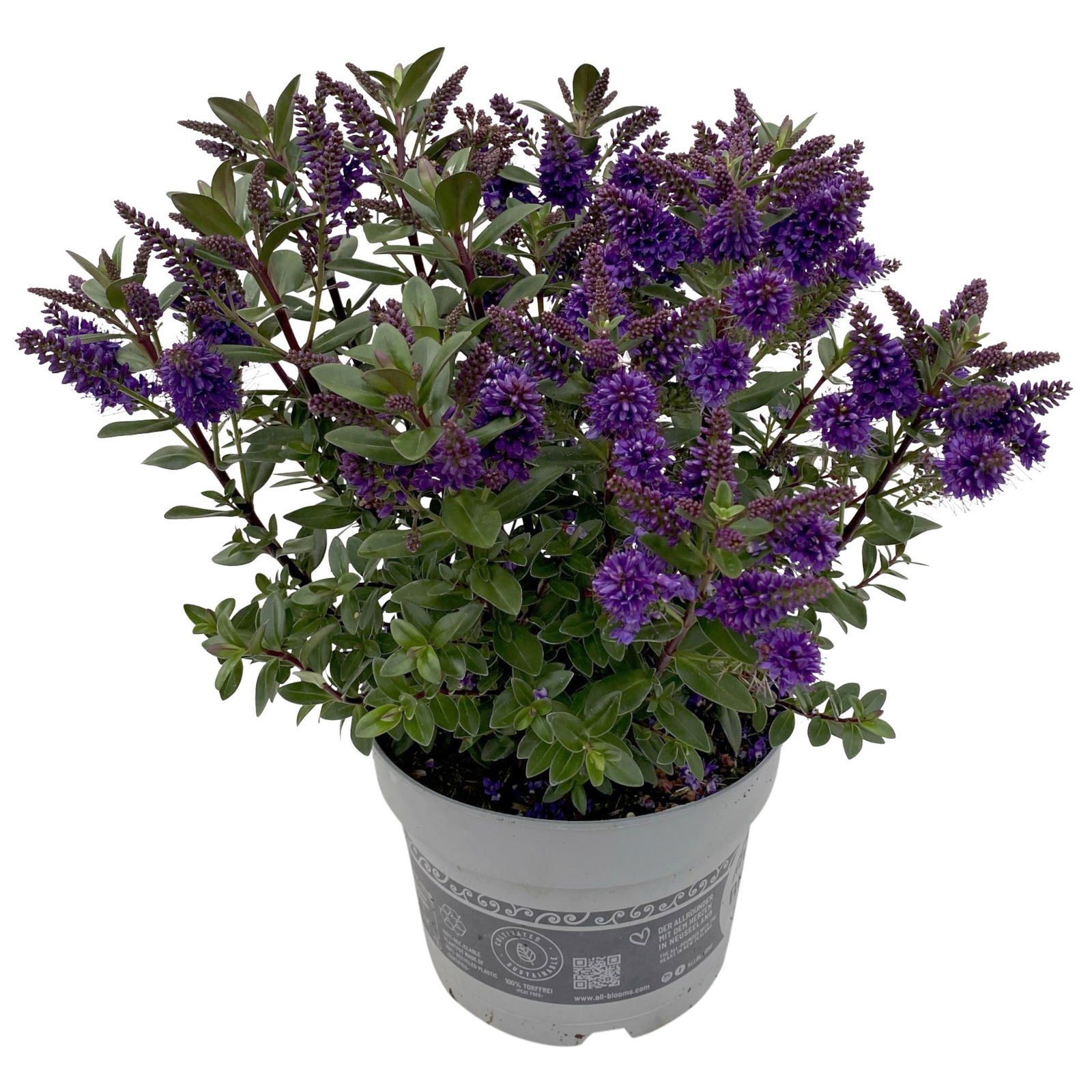 Hebe 'All Blooms®' blau, Topf-Ø 17 cm