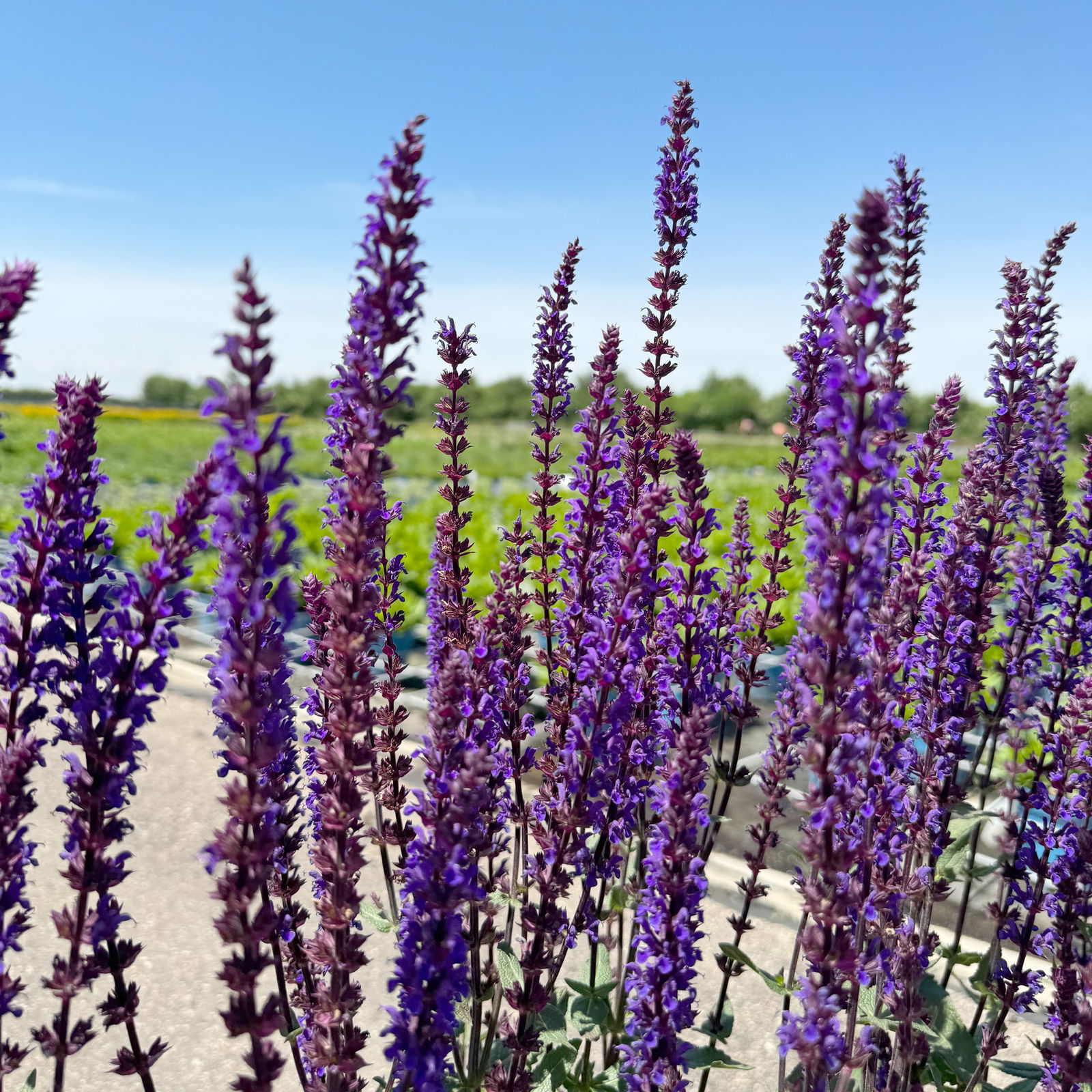 Kölle's Beste Garten-Salbei 'Caradonna', 3 Liter Topf