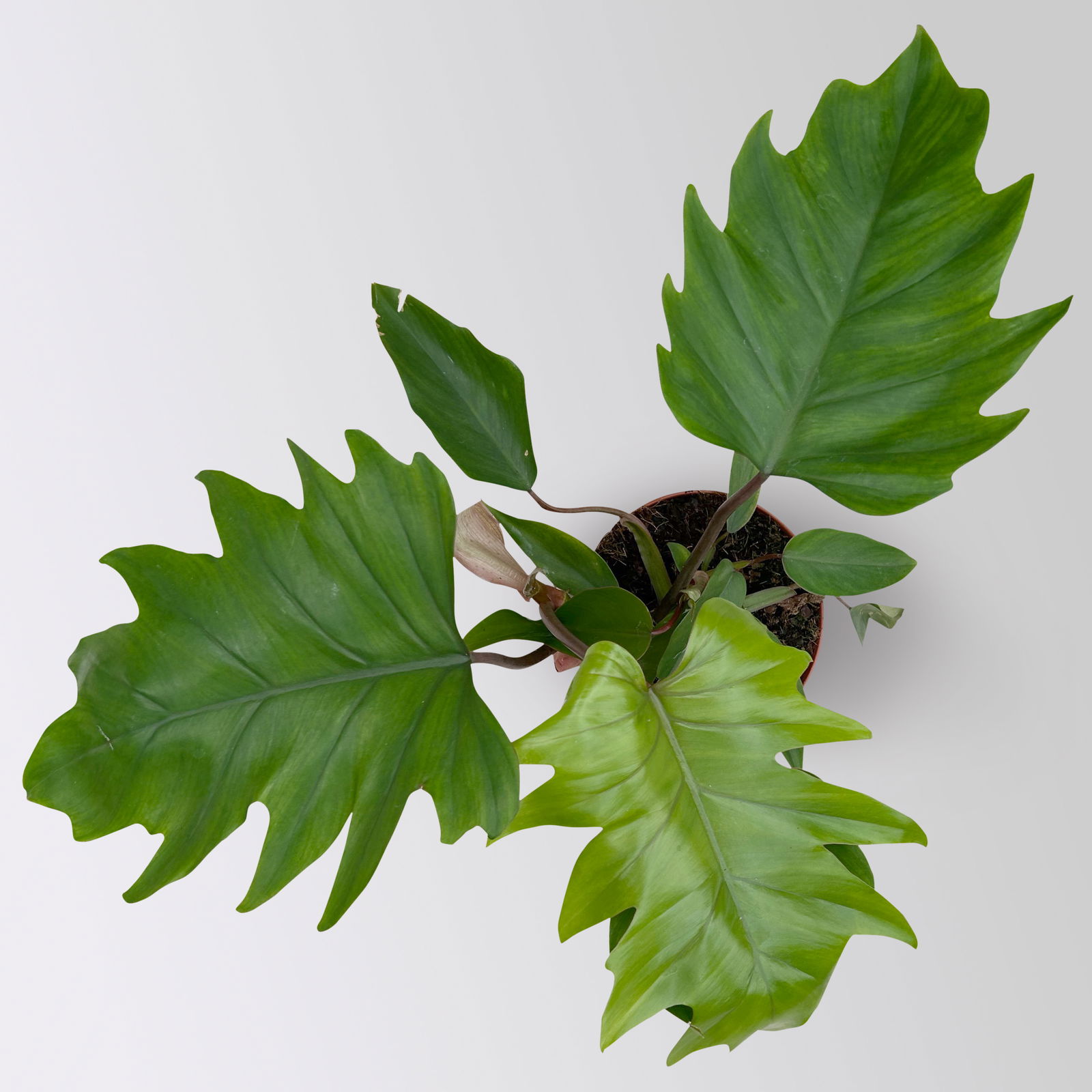 Philodendron mayoi, Topf-Ø 15 cm, Höhe ca. 35 cm