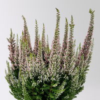 Calluna 'First Ladies®' rosa, Topf-Ø 11 cm, 6 Stück