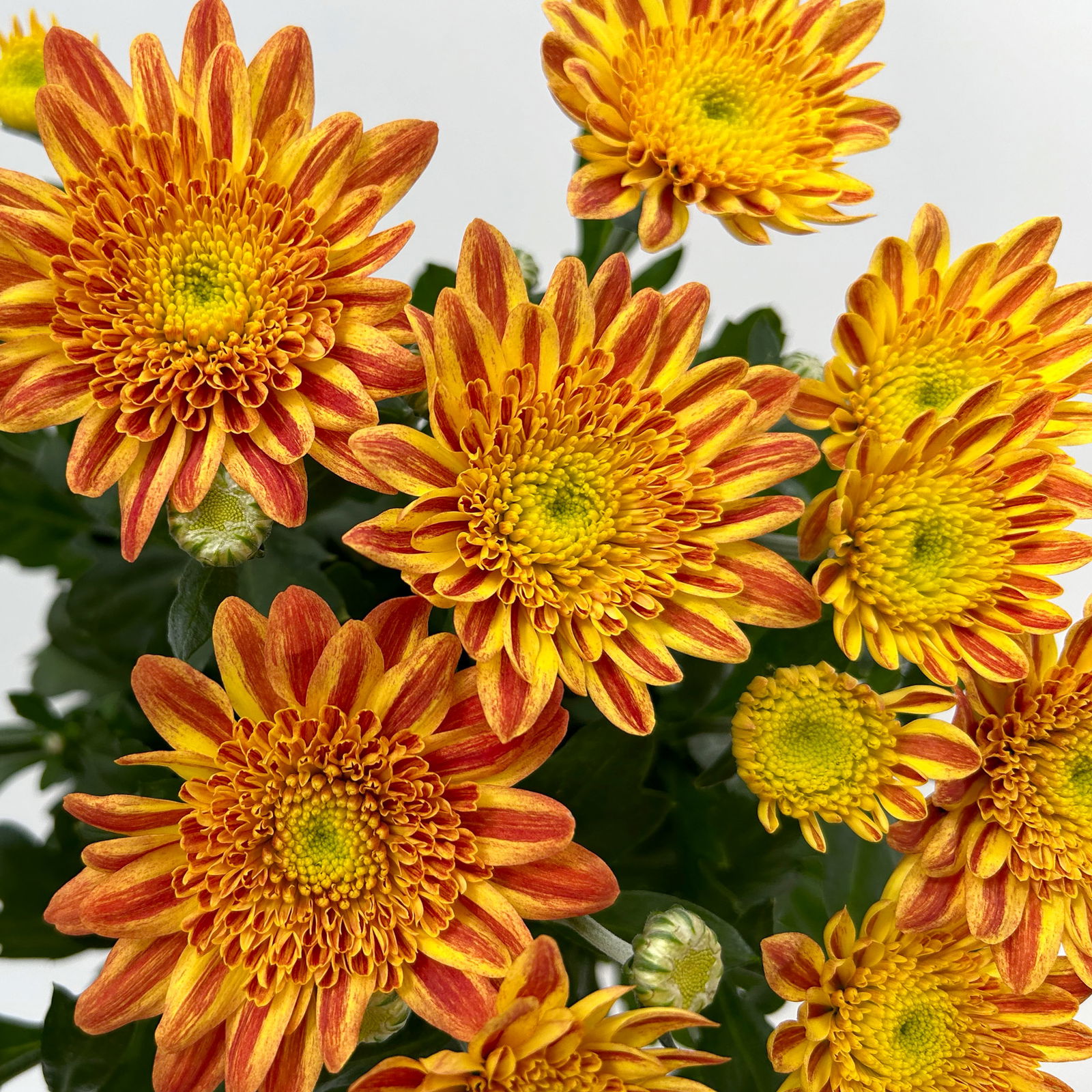 Chrysantheme 'Artistic Pomona' orange-gelb, Topf-Ø 14 cm, 4 Stück