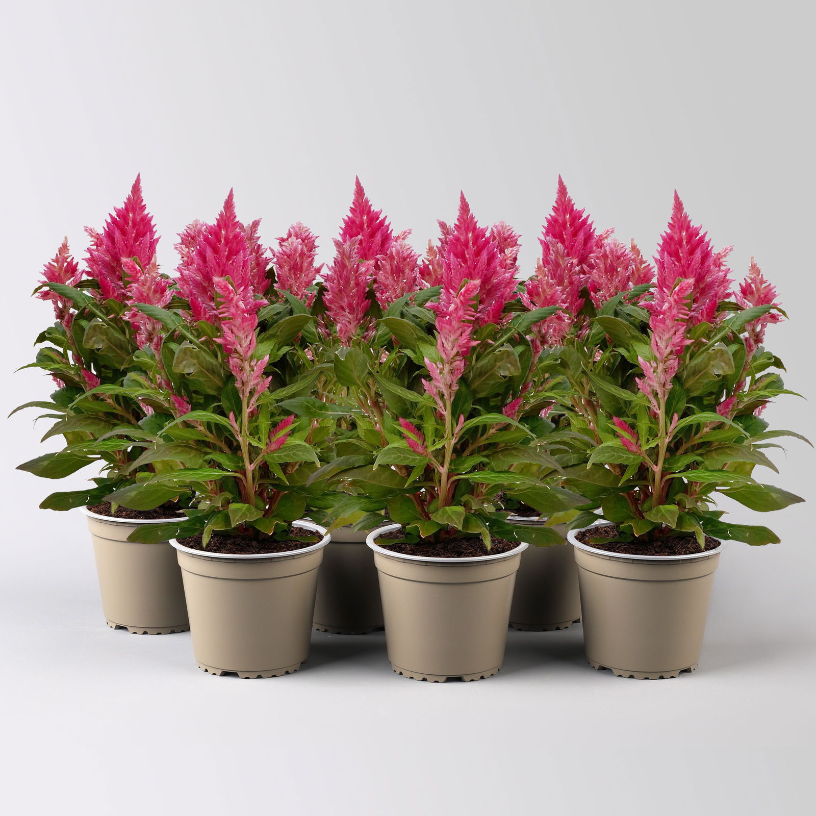 Celosia 'Kelos Fire Pink' pink, Topf-Ø 12 cm, 6er-Set